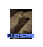 まいちゃん（part4）（個別スタンプ：11）