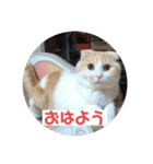 こてつ2だよ（個別スタンプ：1）