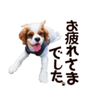 キャバリア♂ライト毎日ゆるカワ 日常ver.2（個別スタンプ：26）