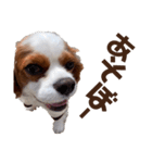 キャバリア♂ライト毎日ゆるカワ 日常ver.2（個別スタンプ：30）