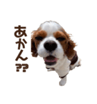 キャバリア♂ライト毎日ゆるカワ 日常ver.2（個別スタンプ：35）