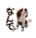 キャバリア♂ライト毎日ゆるカワ 日常ver.2（個別スタンプ：37）