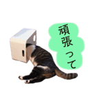 キジ白茶トラ3（個別スタンプ：6）