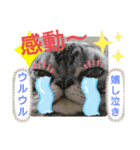 The cutest Jermaine（個別スタンプ：11）