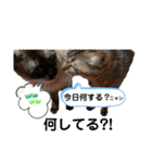 ギジトラ、シャム、風景案内バスNew茶トラ（個別スタンプ：3）
