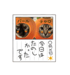 ギジトラ、シャム、風景案内バスNew茶トラ（個別スタンプ：8）