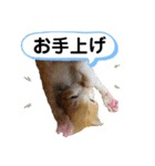 ギジトラ、シャム、風景案内バスNew茶トラ（個別スタンプ：25）
