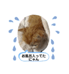 ギジトラ、シャム、風景案内バスNew茶トラ（個別スタンプ：27）