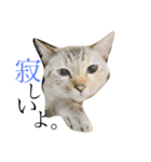 トマトな日々。(我が猫の自己満スタンプ)（個別スタンプ：1）
