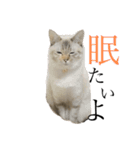 トマトな日々。(我が猫の自己満スタンプ)（個別スタンプ：2）