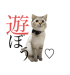 トマトな日々。(我が猫の自己満スタンプ)（個別スタンプ：3）
