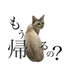 トマトな日々。(我が猫の自己満スタンプ)（個別スタンプ：4）
