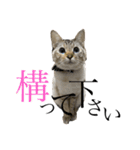 トマトな日々。(我が猫の自己満スタンプ)（個別スタンプ：5）