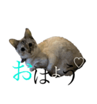 トマトな日々。(我が猫の自己満スタンプ)（個別スタンプ：6）