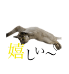 トマトな日々。(我が猫の自己満スタンプ)（個別スタンプ：7）