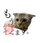 トマトな日々。(我が猫の自己満スタンプ)（個別スタンプ：8）