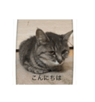 猫のスタンプリリリリメイク（個別スタンプ：1）