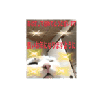 猫のスタンプリリリリメイク（個別スタンプ：2）