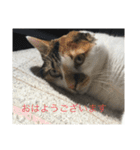 猫のスタンプリリリリメイク（個別スタンプ：3）
