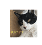 猫のスタンプリリリリメイク（個別スタンプ：4）