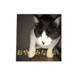 猫のスタンプリリリリメイク（個別スタンプ：6）