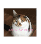 猫のスタンプリリリリメイク（個別スタンプ：9）