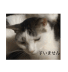 猫のスタンプリリリリメイク（個別スタンプ：10）