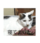 猫のスタンプリリリリメイク（個別スタンプ：12）