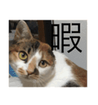 猫のスタンプリリリリメイク（個別スタンプ：13）