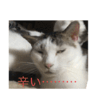 猫のスタンプリリリリメイク（個別スタンプ：14）