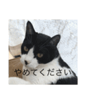 猫のスタンプリリリリメイク（個別スタンプ：15）