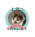 猫のスタンプリリリリメイク（個別スタンプ：16）