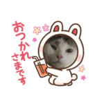 猫のスタンプリリリリメイク（個別スタンプ：17）