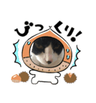 猫のスタンプリリリリメイク（個別スタンプ：22）