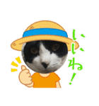 猫のスタンプリリリリメイク（個別スタンプ：23）