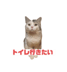 ココとウィル（個別スタンプ：5）