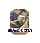 ココとウィル（個別スタンプ：11）