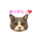 まろちゃんスタンプ☆（個別スタンプ：2）