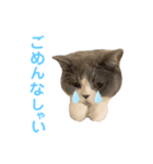 まろちゃんスタンプ☆（個別スタンプ：3）