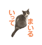 まろちゃんスタンプ☆（個別スタンプ：4）