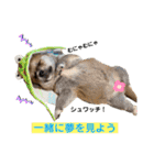 紫友会 わんにゃん✨（個別スタンプ：1）