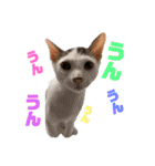 紫友会 わんにゃん✨（個別スタンプ：2）