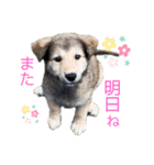 紫友会 わんにゃん✨（個別スタンプ：6）