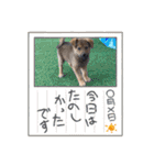 紫友会 わんにゃん✨（個別スタンプ：9）