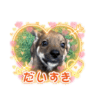 紫友会 わんにゃん✨（個別スタンプ：10）