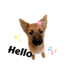紫友会 わんにゃん✨（個別スタンプ：13）