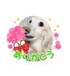 紫友会 わんにゃん✨（個別スタンプ：15）