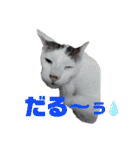 紫友会 わんにゃん✨（個別スタンプ：18）