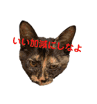 紫友会 わんにゃん✨（個別スタンプ：20）