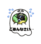 キャバリア・ピナイ（個別スタンプ：9）